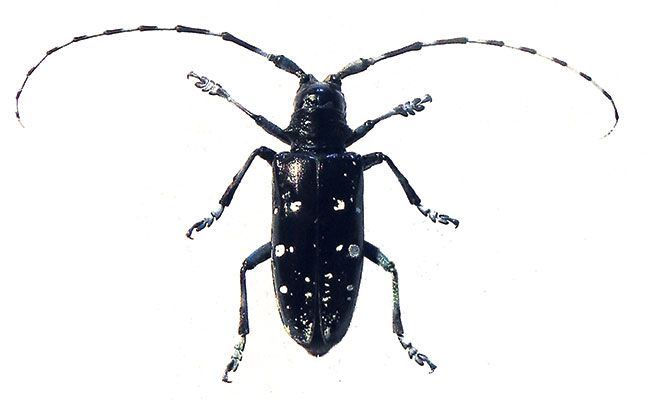 Frog reccomend asian longhorned beetle images