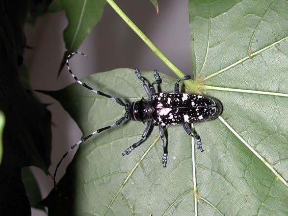 Captain H. reccomend asian longhorned beetle images