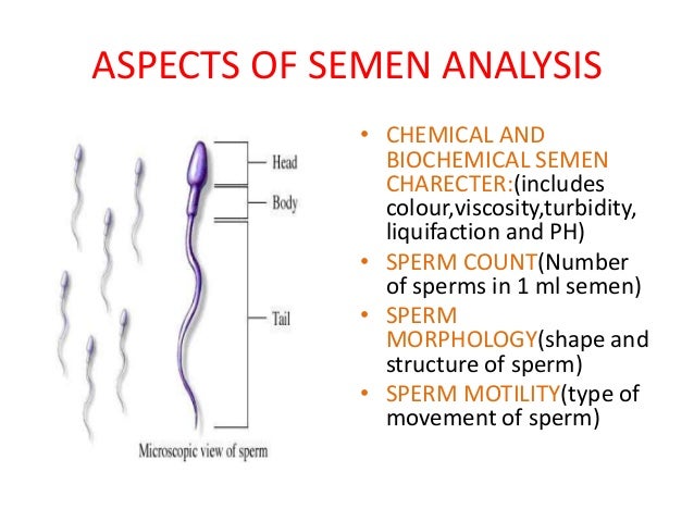 The S. reccomend important structural characteristic sperm cell