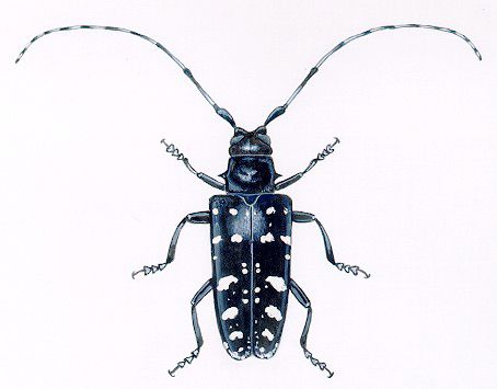 HB reccomend asian longhorned beetle images