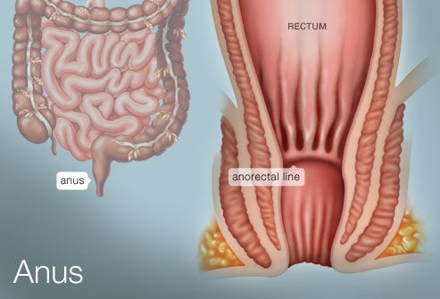 best of Human anus size