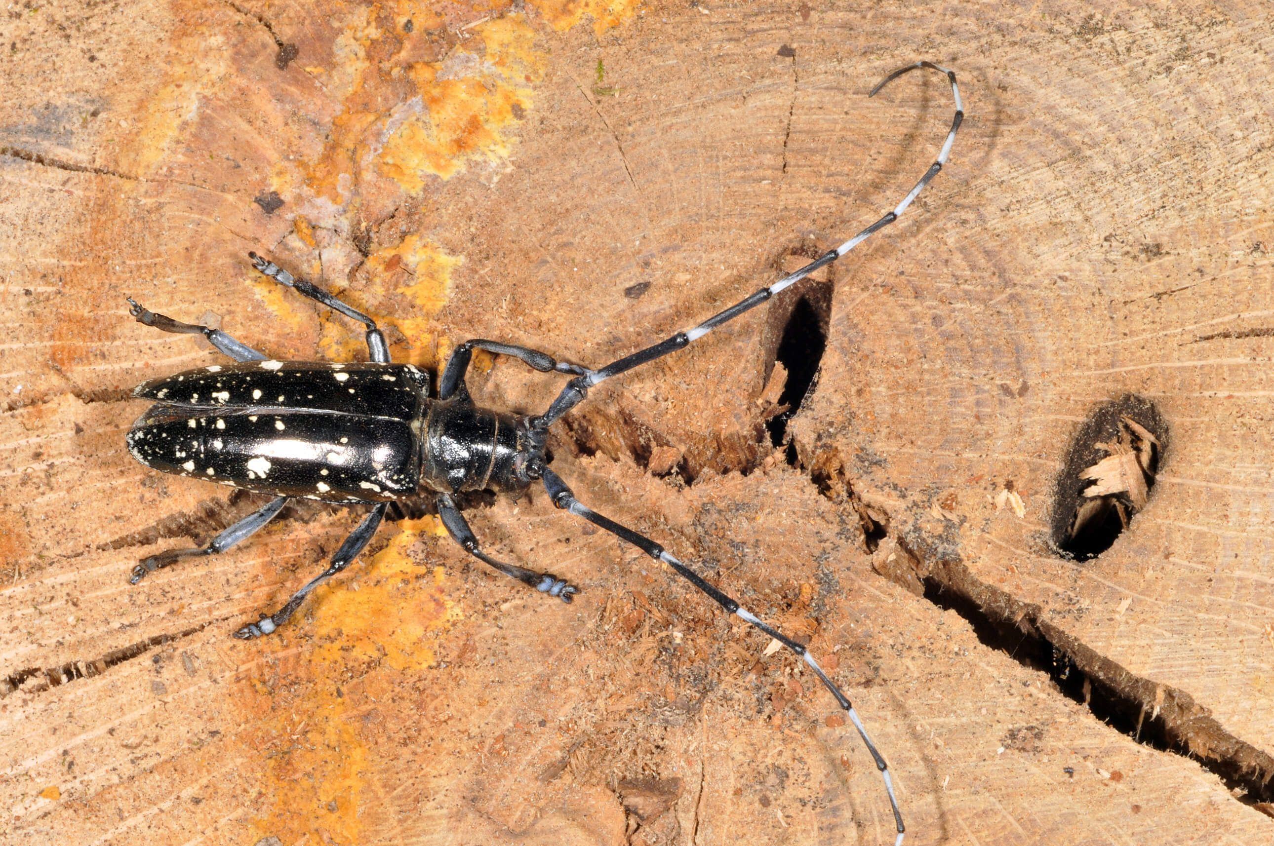 Pretty S. reccomend asian longhorned beetle images