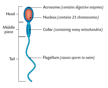 Important structural characteristic sperm cell