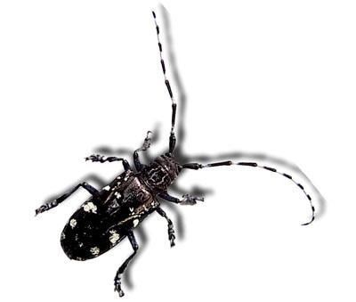 Asian longhorned beetle images