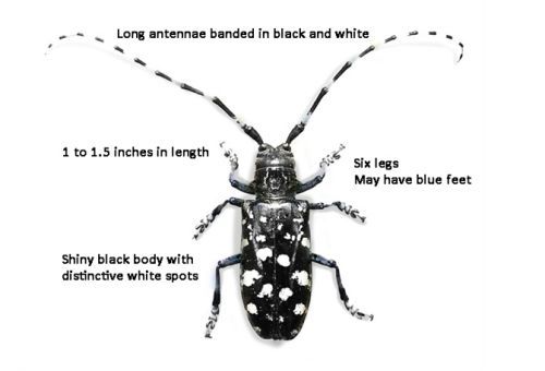 best of Images asian longhorned beetle