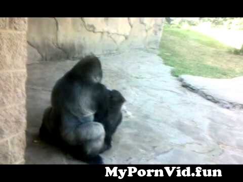 best of Woman gorilla pics fucks