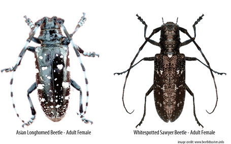 Asian longhorned beetle images