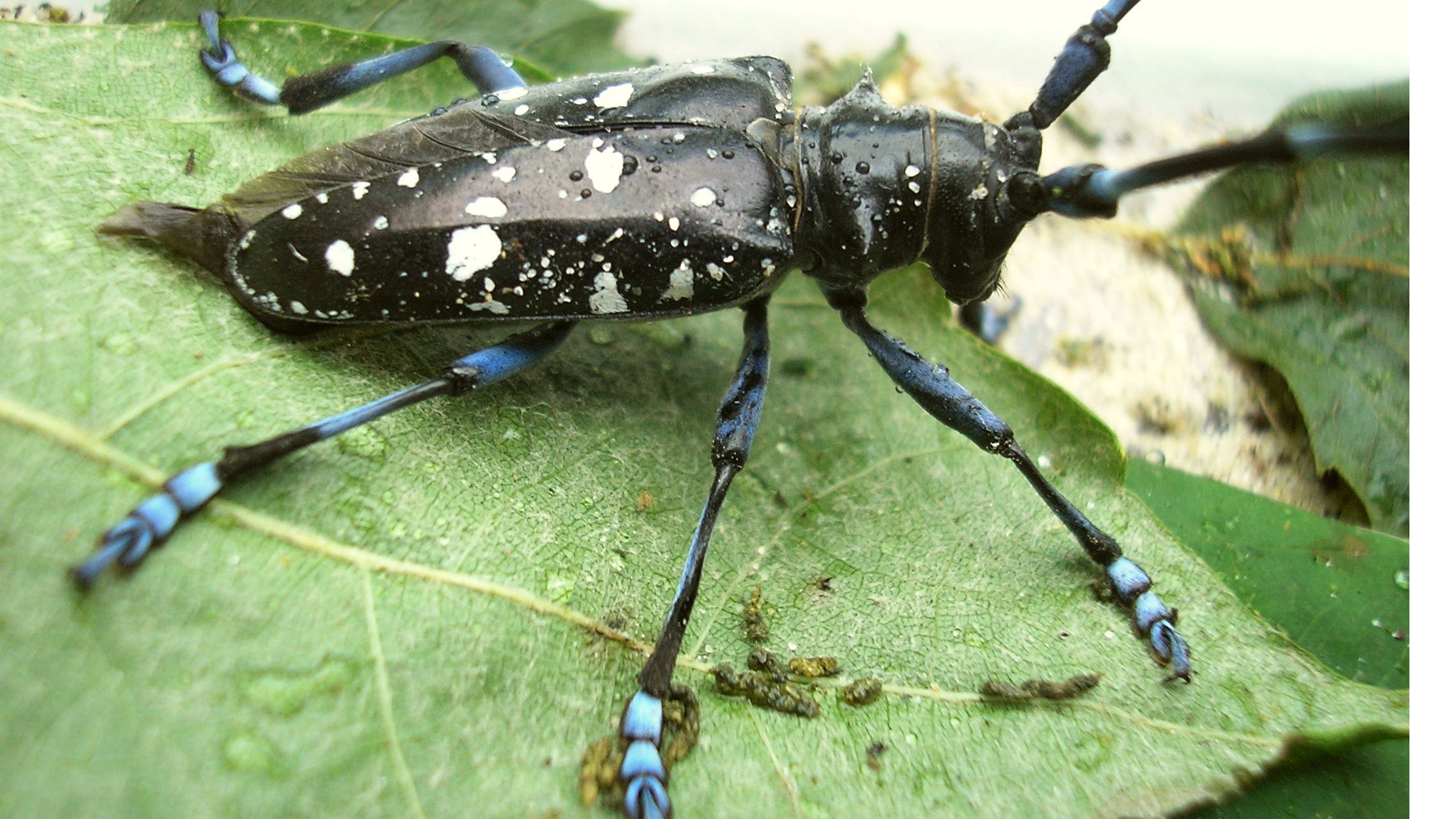 Asian longhorned beetle images