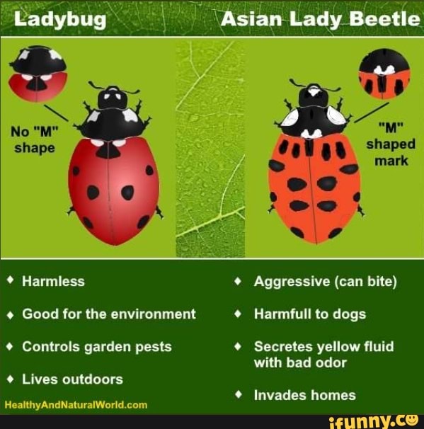 Prairie reccomend asian lady beetles difference ladybugs