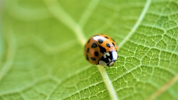 best of Beetles ladybugs lady asian difference