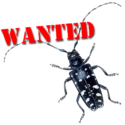 Bear B. reccomend asian longhorned beetle images