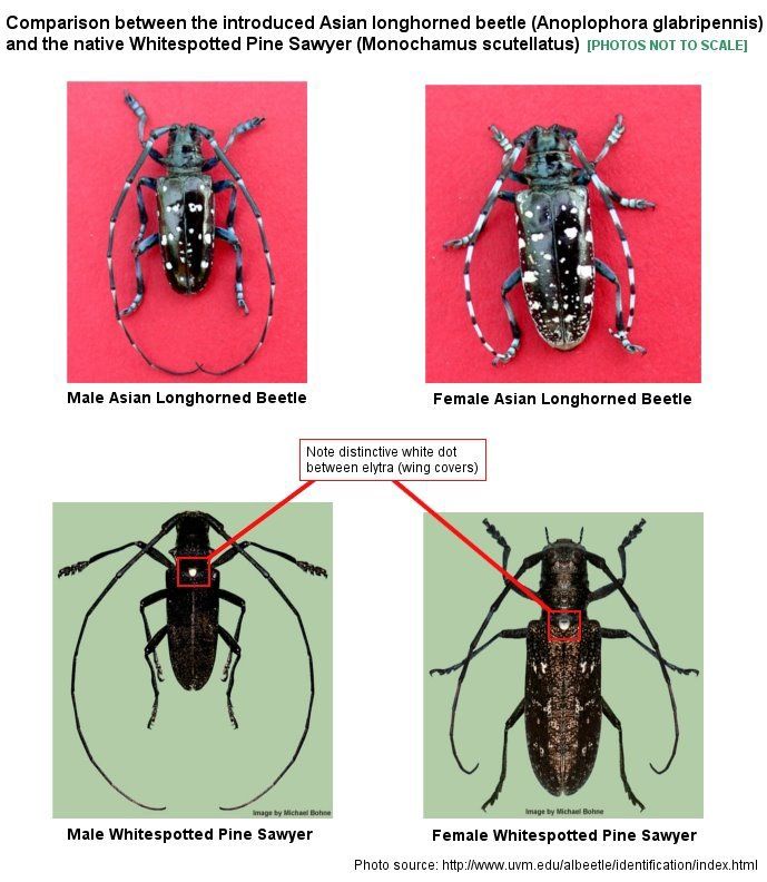 best of Images asian longhorned beetle